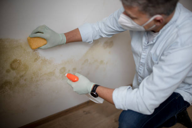 Mold Removal and Inspection in Fairbury, IL